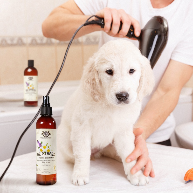 Essential Oils for a Dog's Dry Skin – Gerrard Larriett