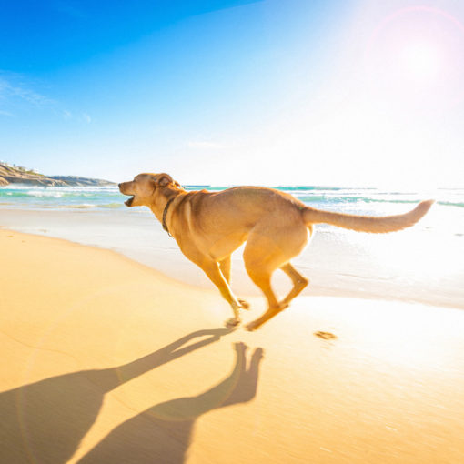 Dog Sunscreen