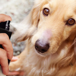 Dog Sunscreen