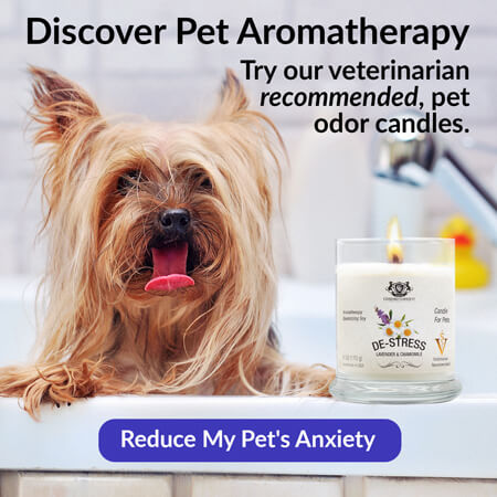 Discover Pet Aromatherapy