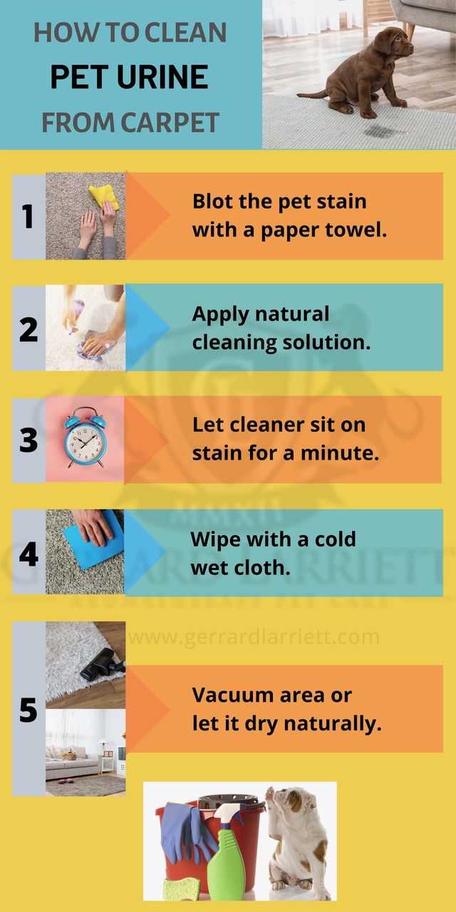 Clean Dog Pee Out Best Sale Of Carpet